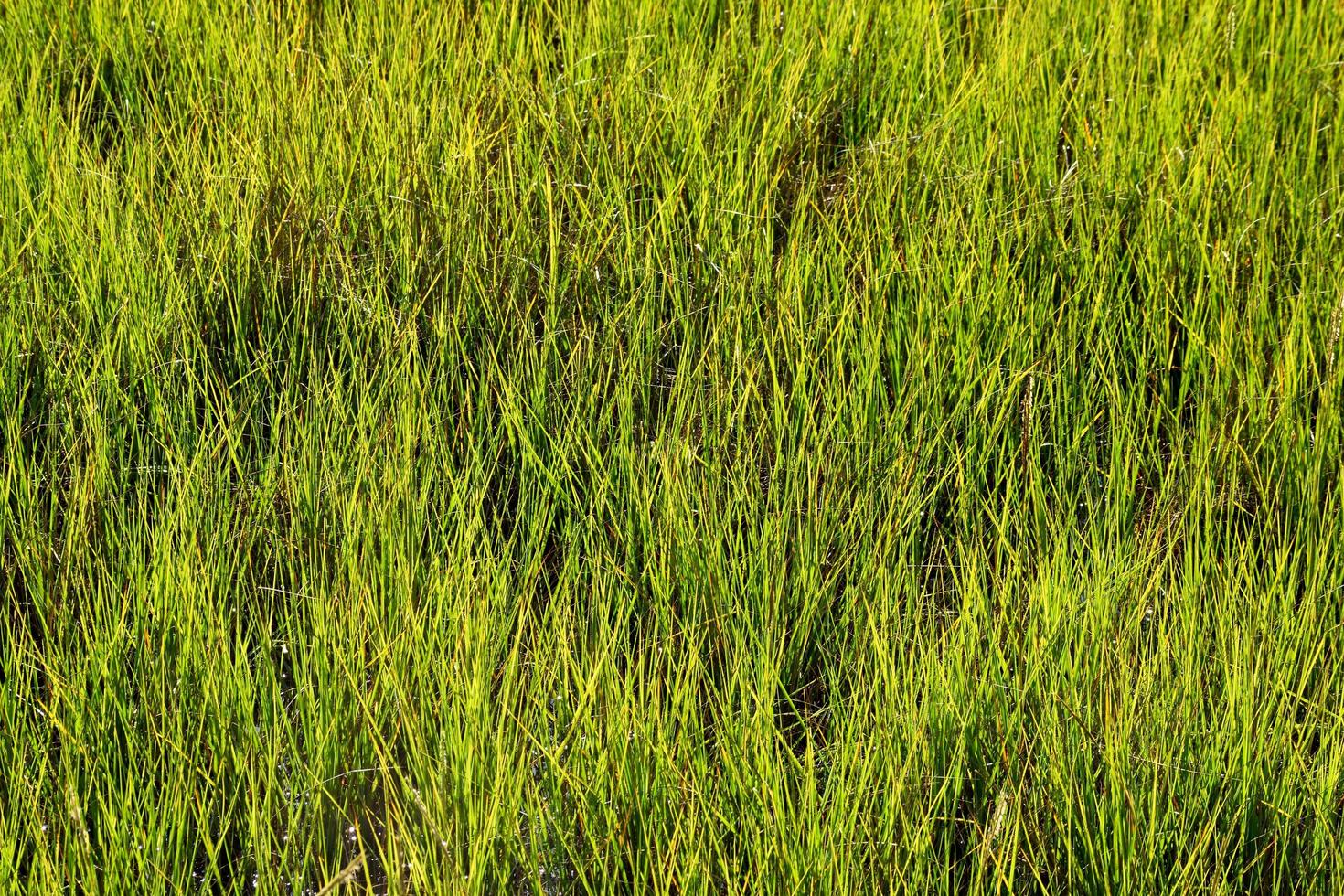 Swamp grass background photo
