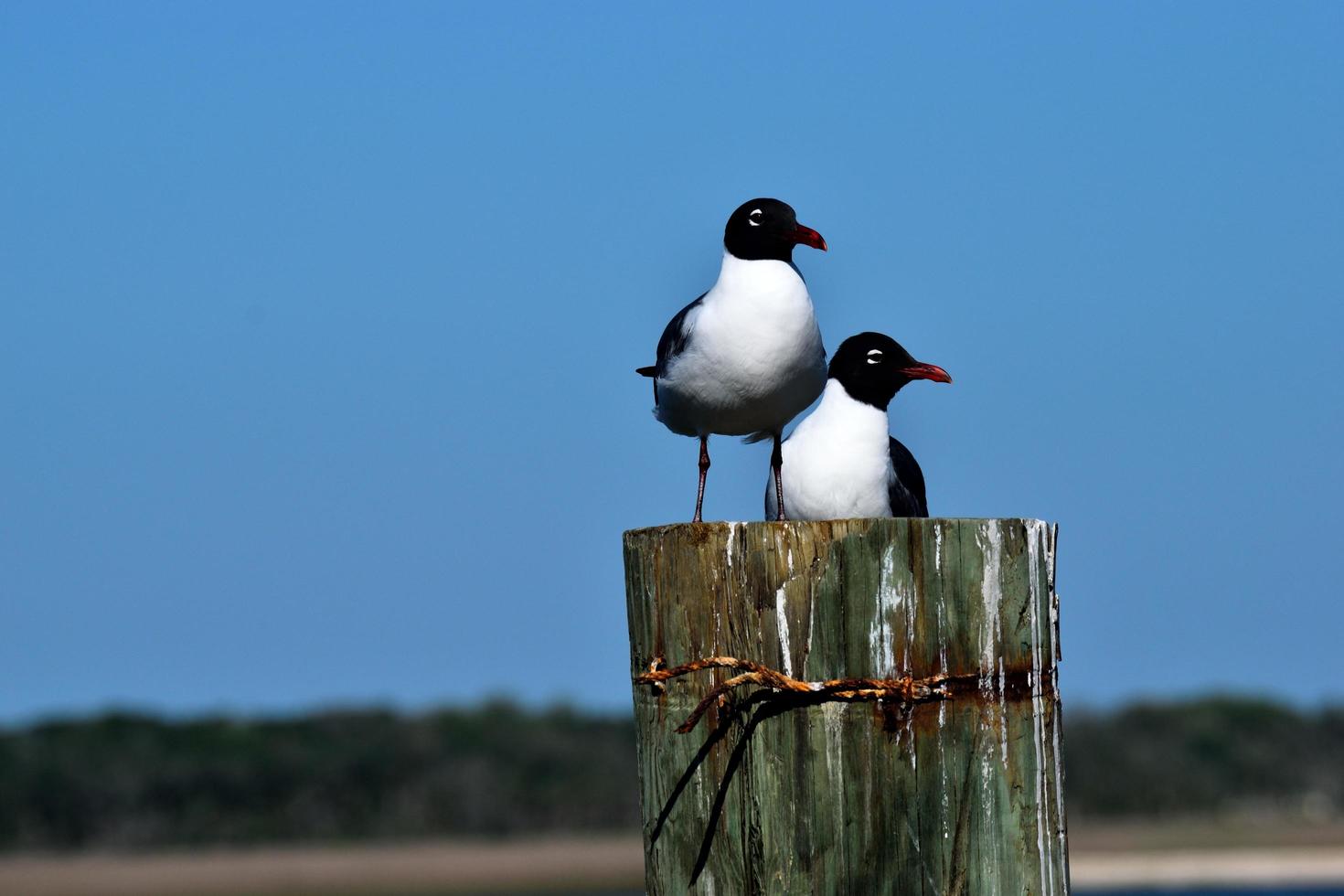 gaviotas riendo en el océano foto