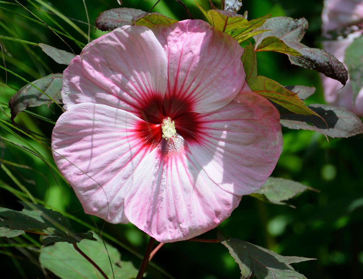 Giant pink hibiscus photo