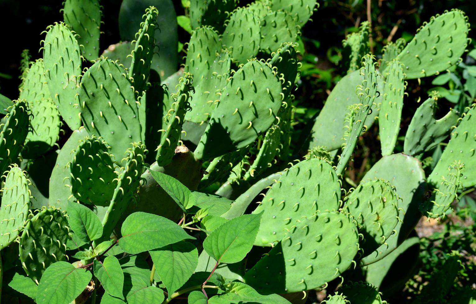 Cactuses in the nature photo
