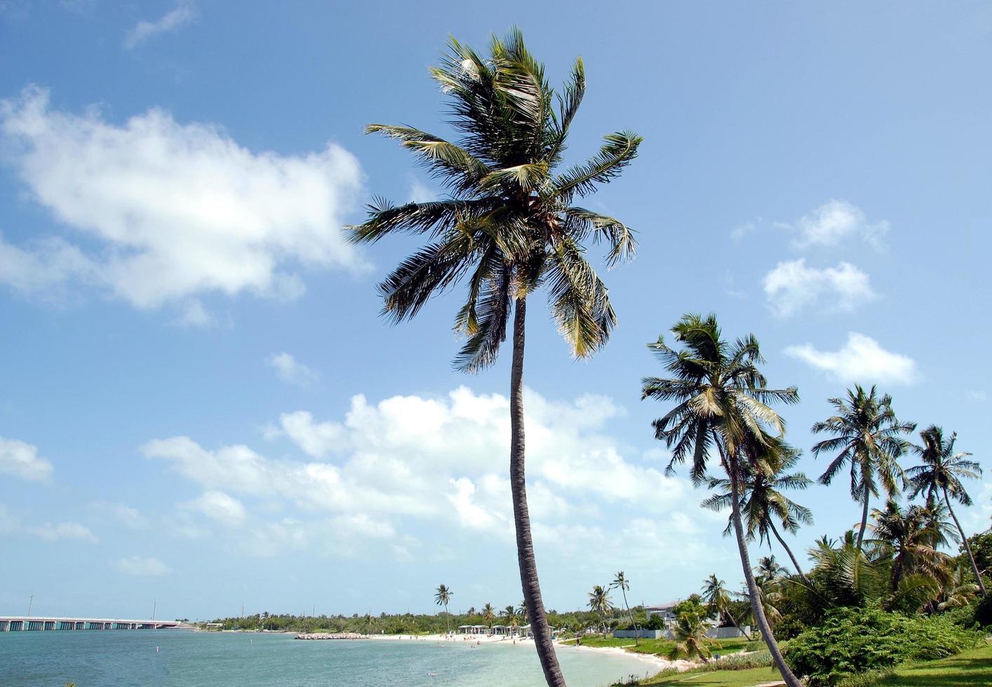 Palm trees at the beach in Key West photo