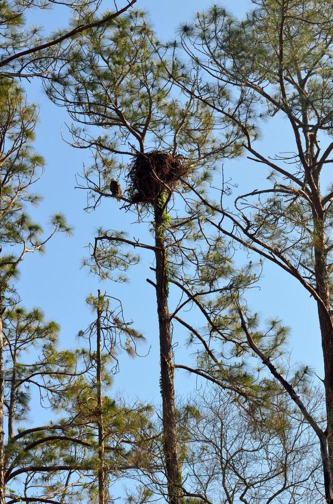 águila calva en su nido en el árbol foto