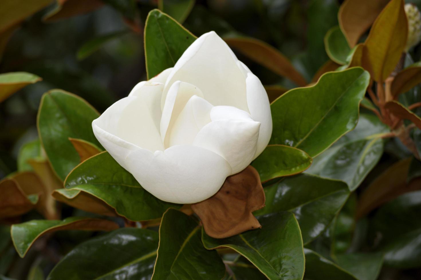 Blooming magnolia flower photo