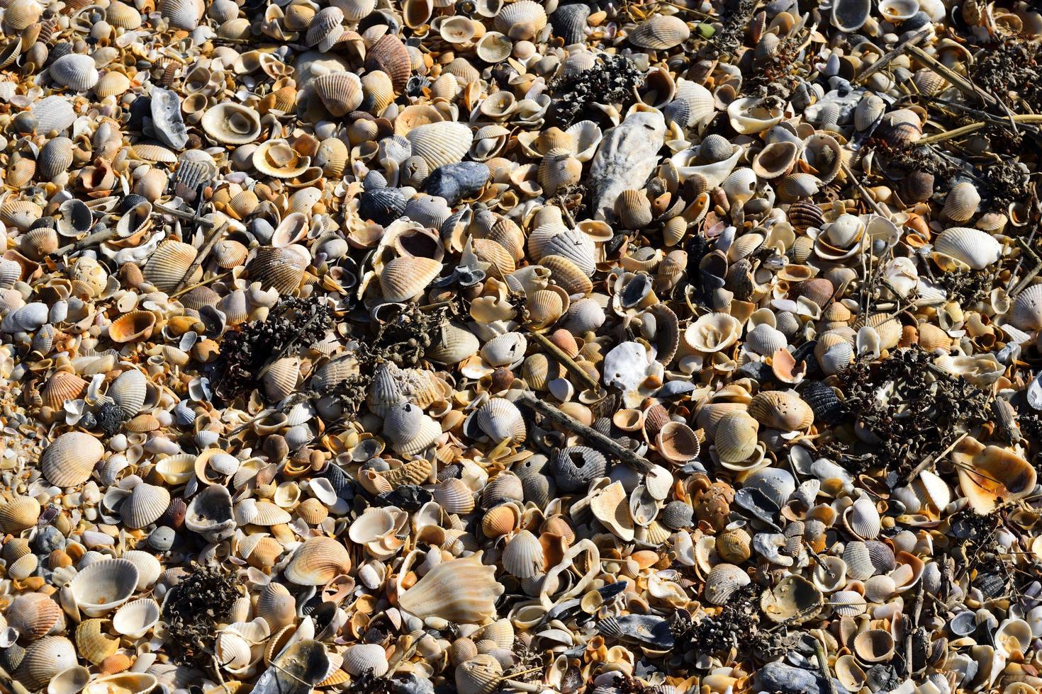 Beach shells background photo