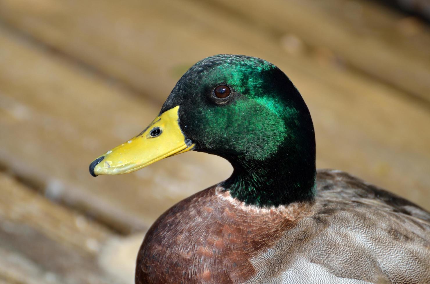 Mallard duck portrait photo