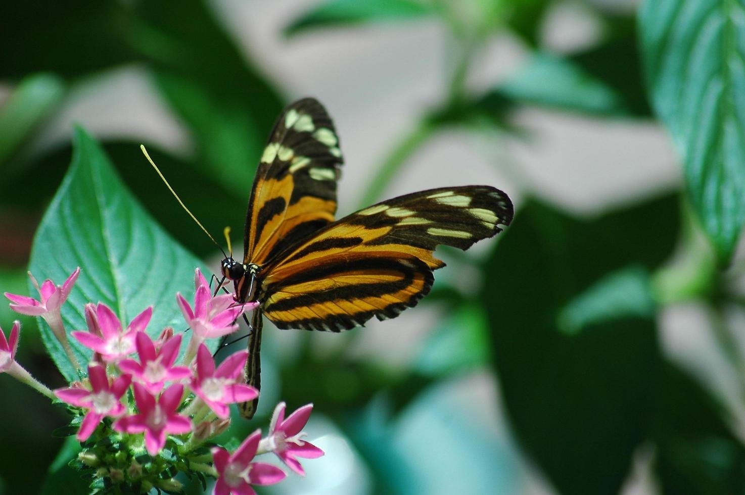 mariposa en una flor foto