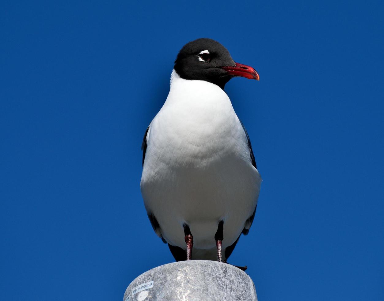 Laughing gull close-up photo