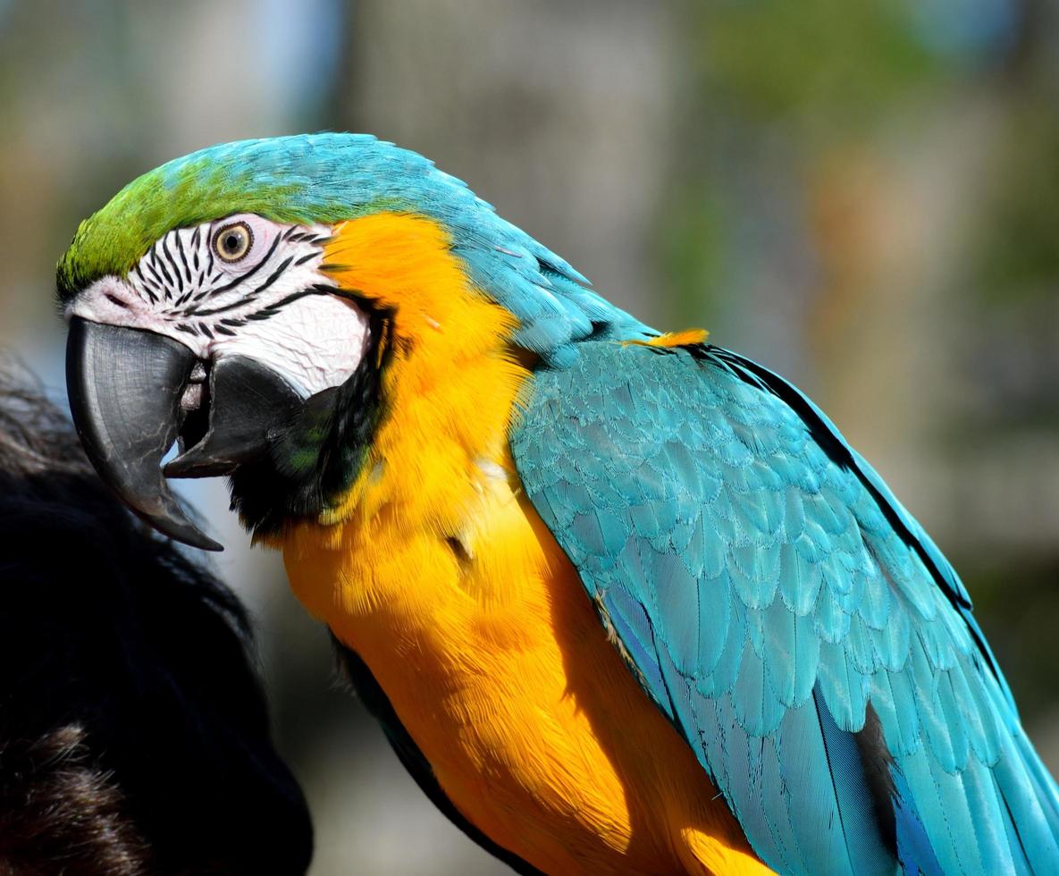 Macaw parrot portrait photo