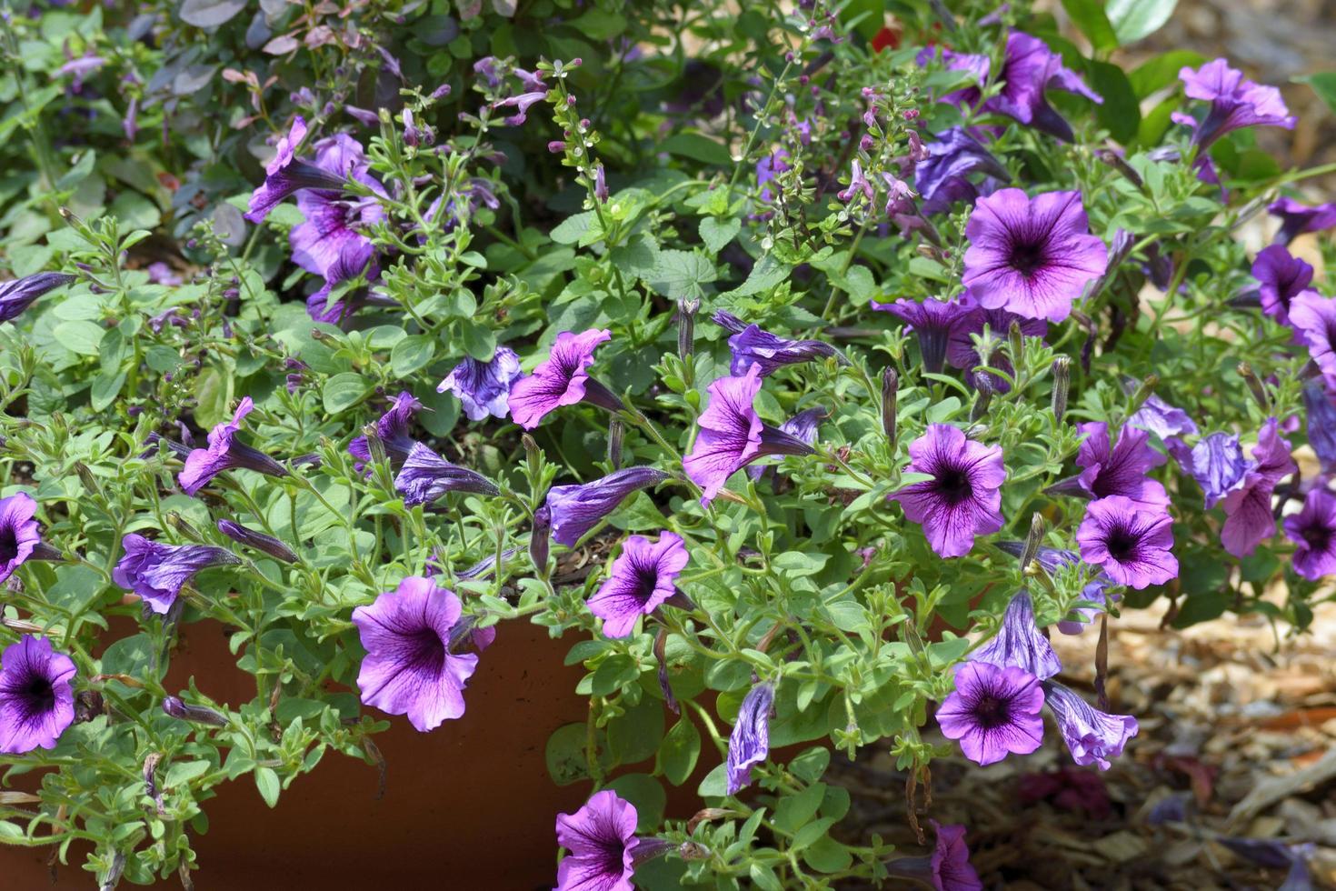 flores moradas en el jardin foto