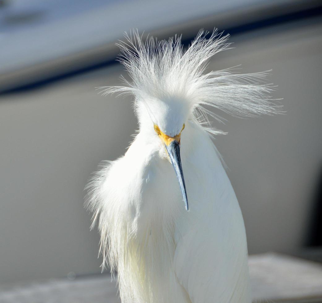 White snowy egret photo