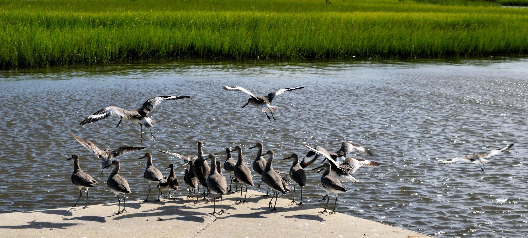 Sandpipers at the water photo