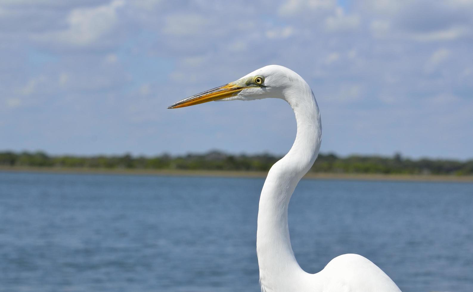 Great white heron photo