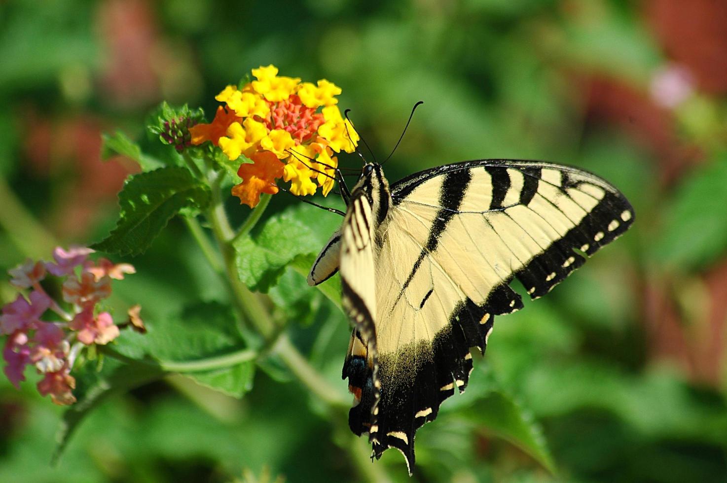 Tiger swallowtail butterfly photo