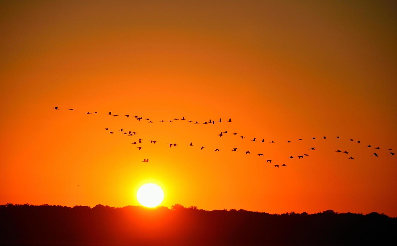 garzas al atardecer foto