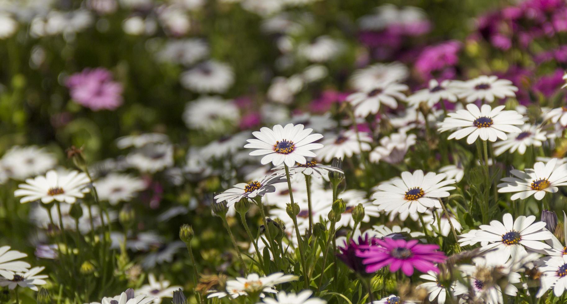 Colorful spring flowers photo