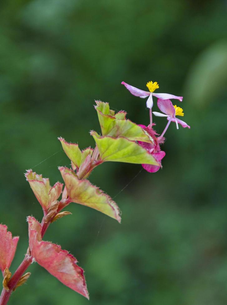 una planta de begonia foto