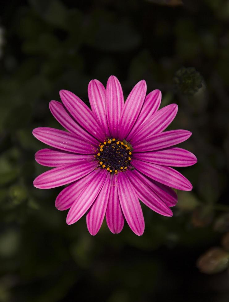African daisy flower photo
