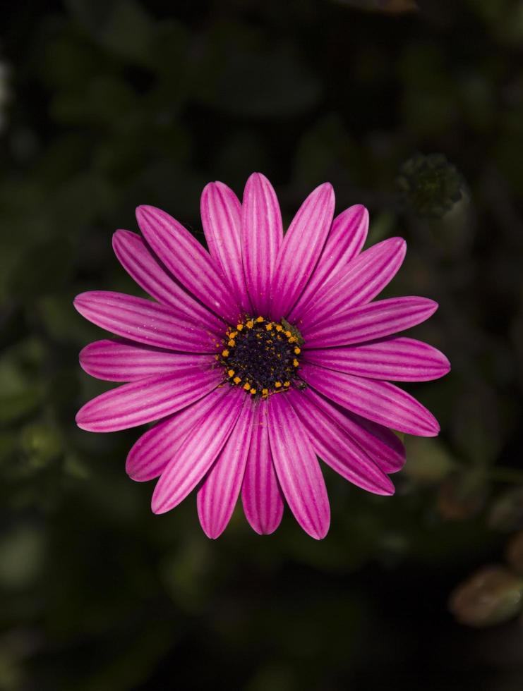 flor de margarita africana foto