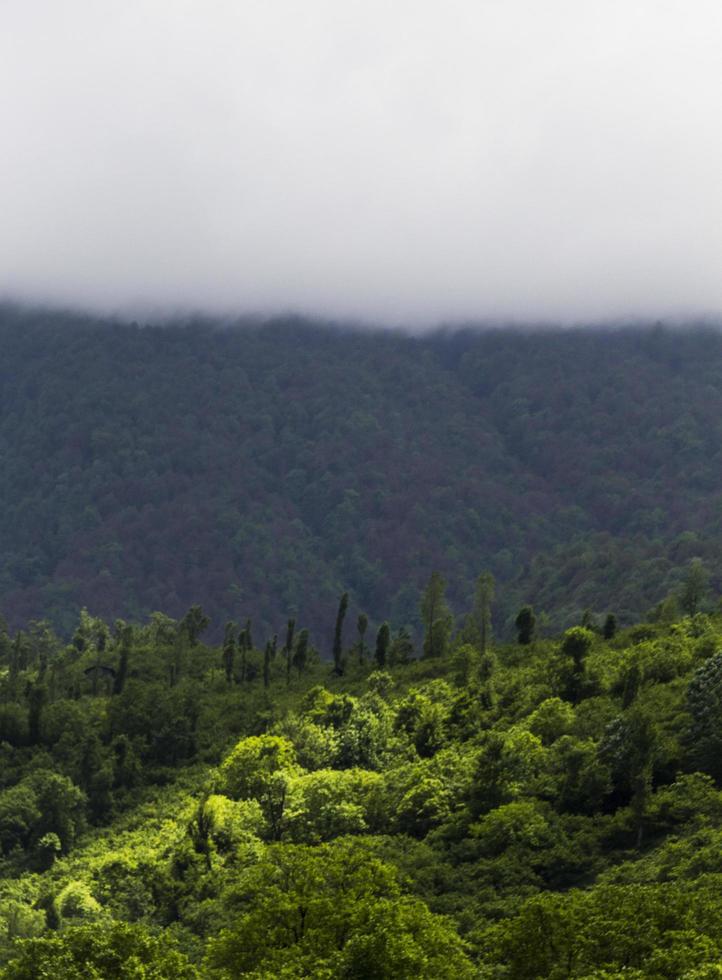 Fog and green jungle photo