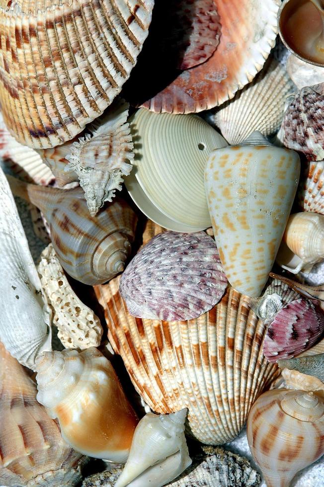 Colorful beach shells photo