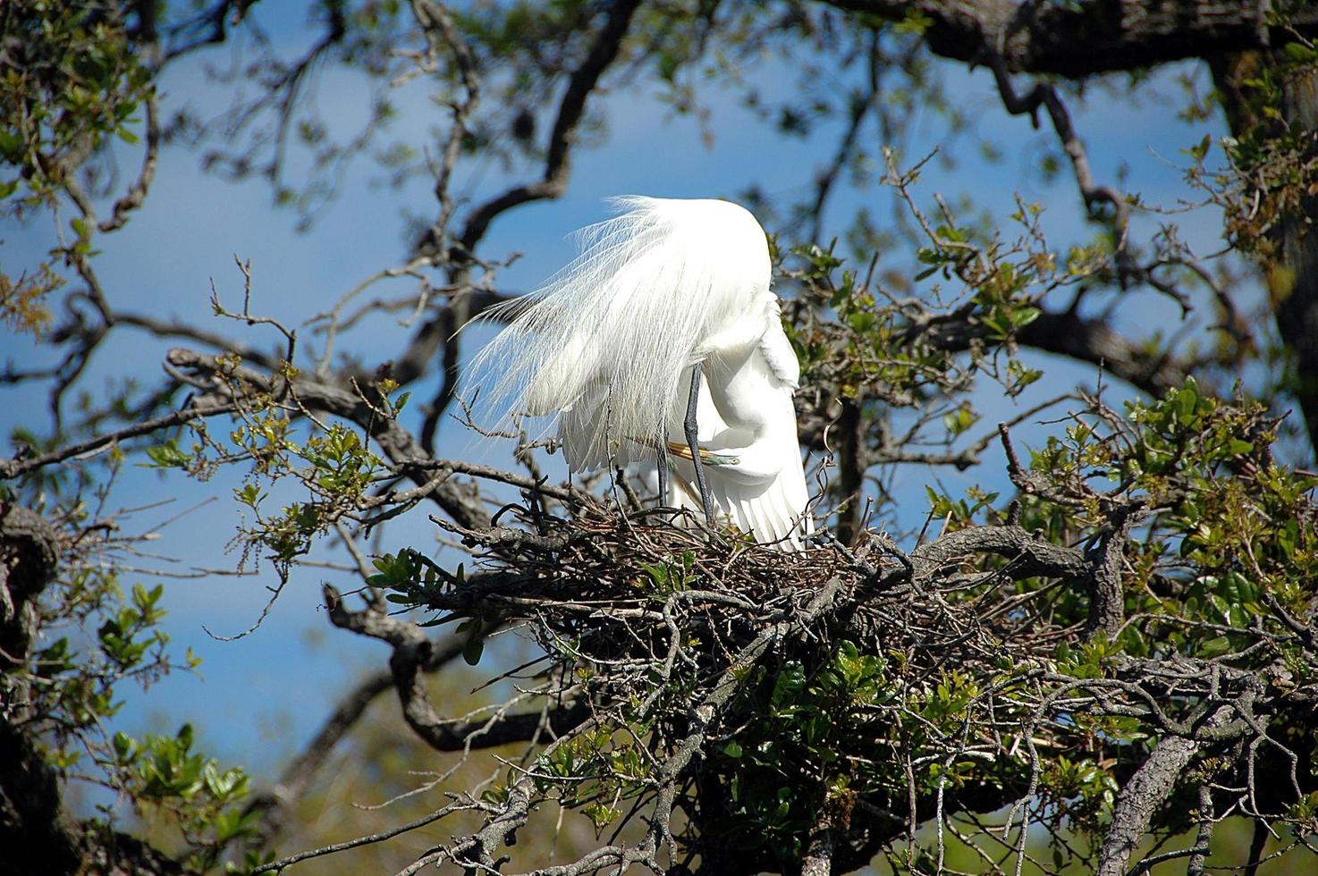gran garza blanca en su nido foto