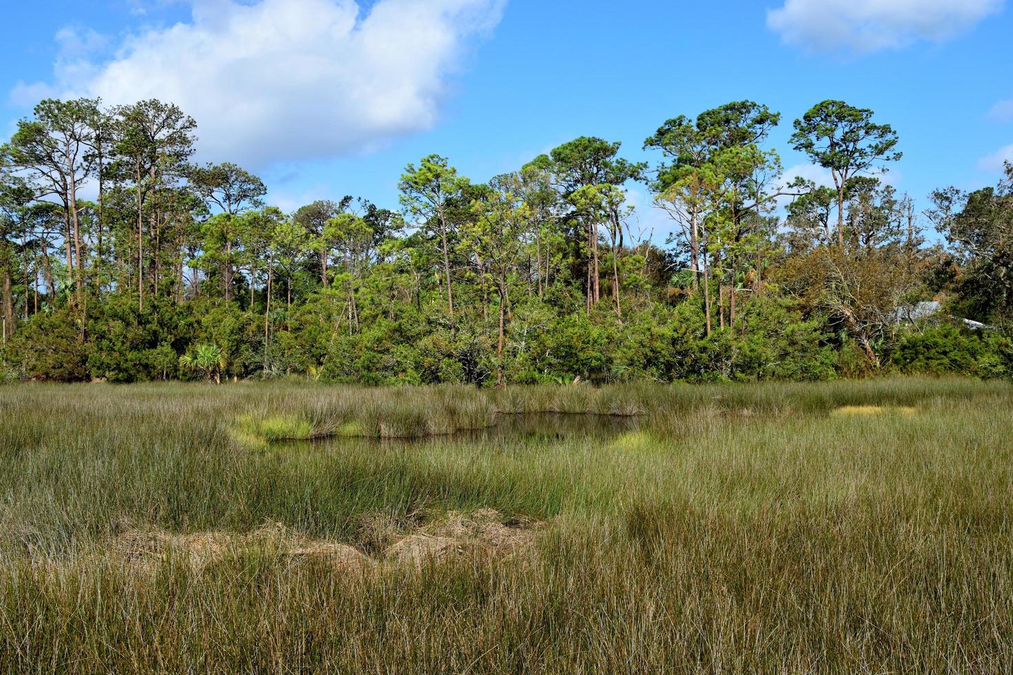 Marshland in Florida photo