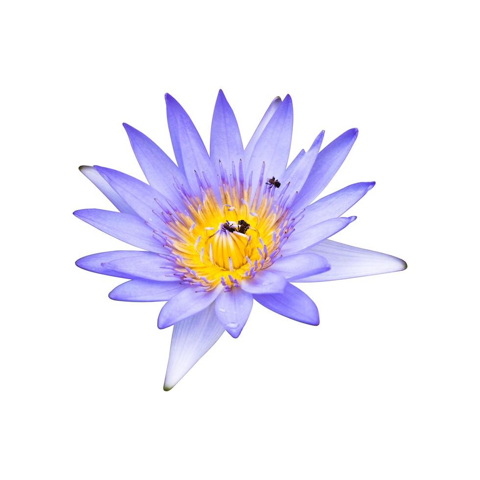 Purple lotus flower on white background photo