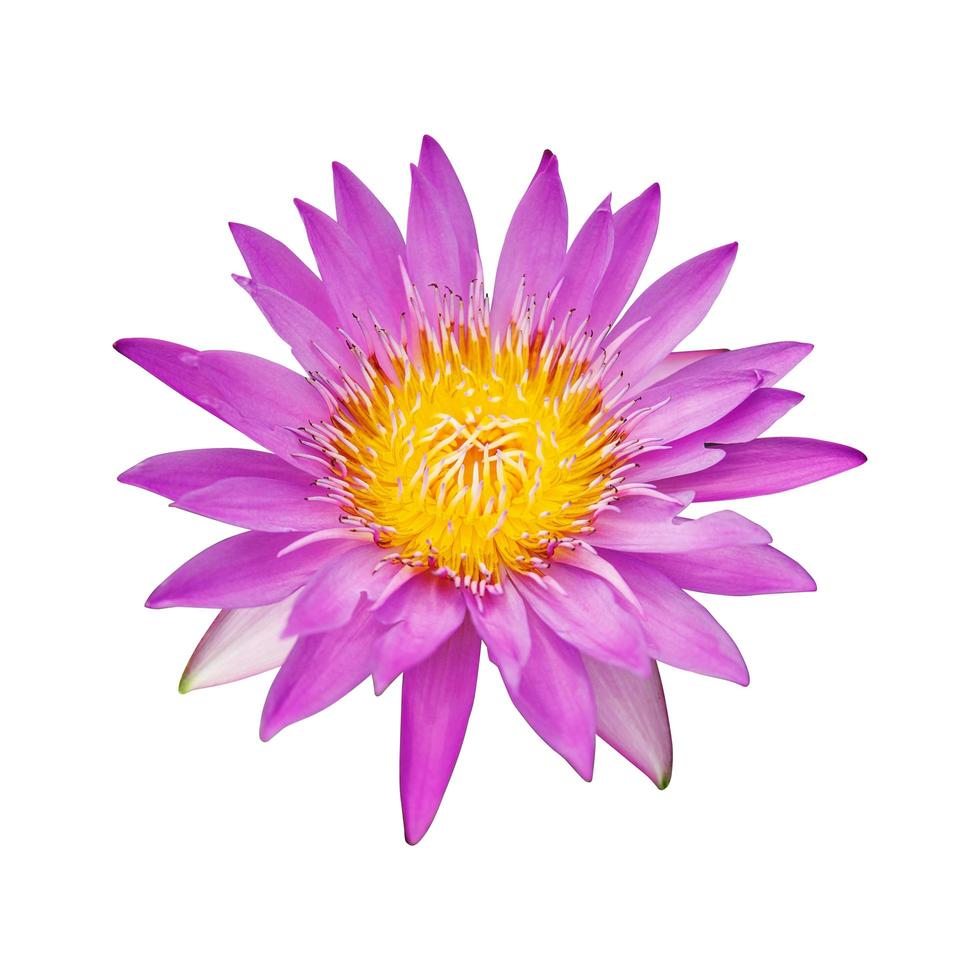 Pink lotus flower on white background photo