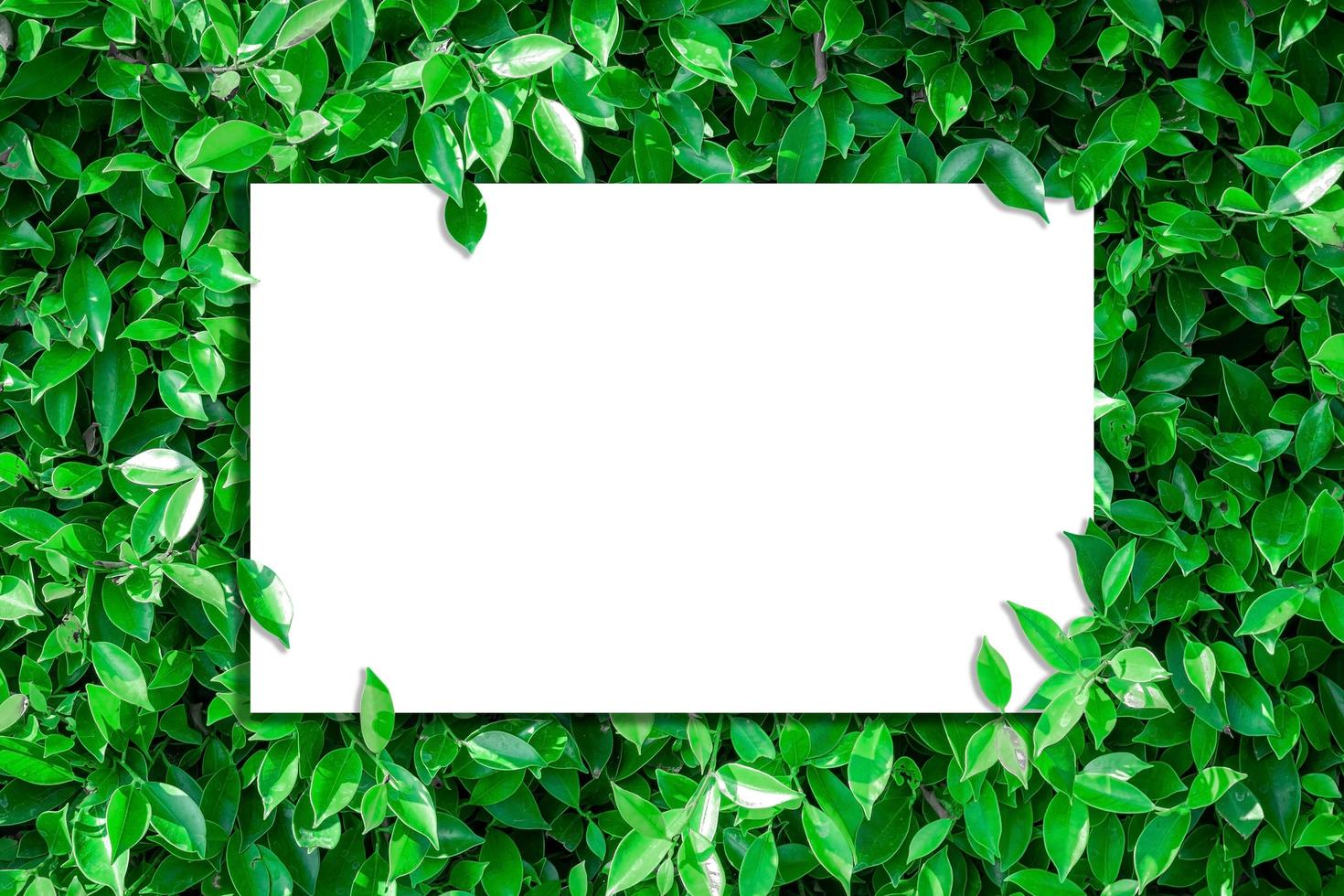 Top view of blank paper on green leaves photo
