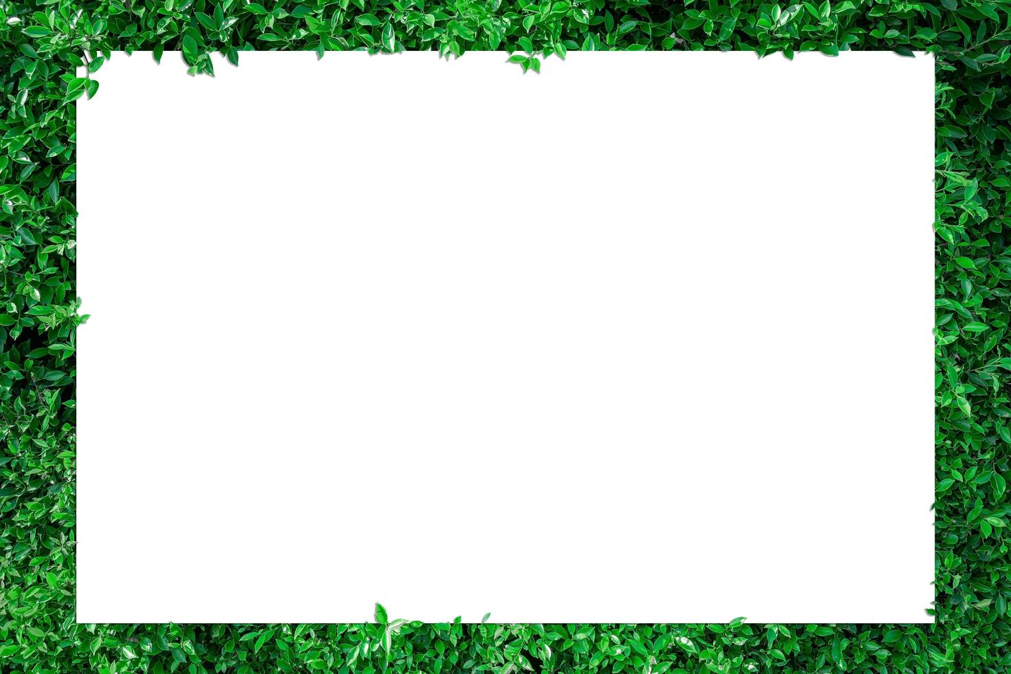 Paper with green leaf border photo