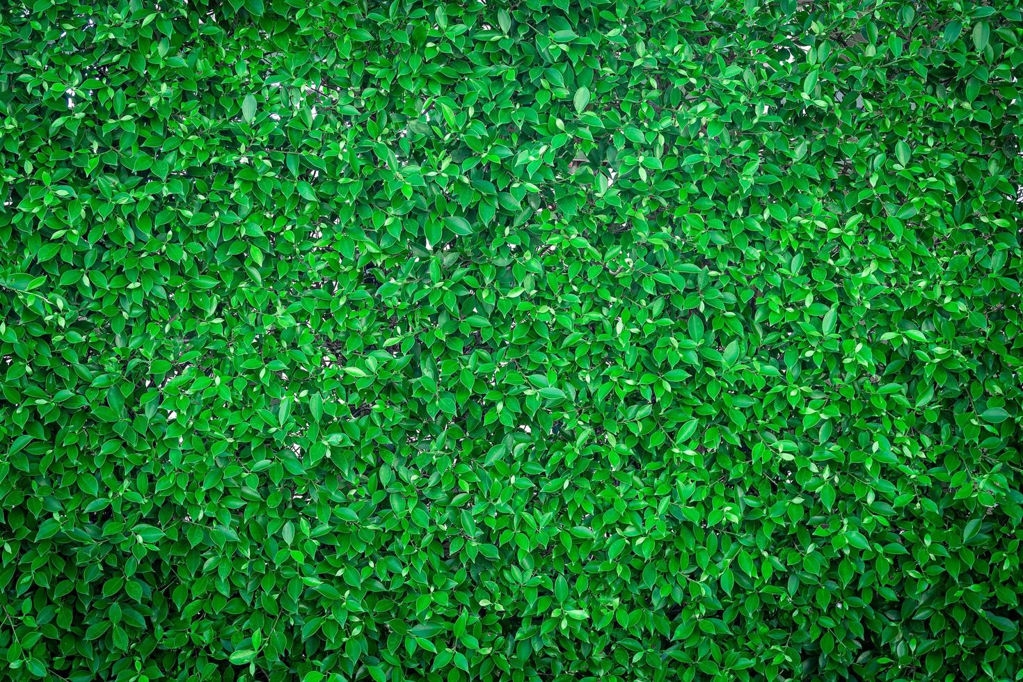 Top view of green grass photo