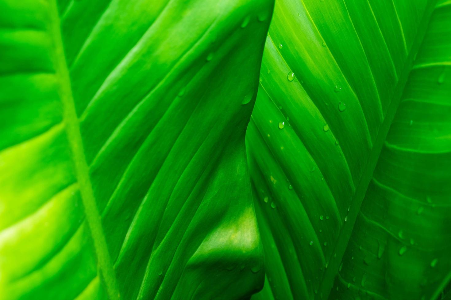 Green leaf background with rain drops photo