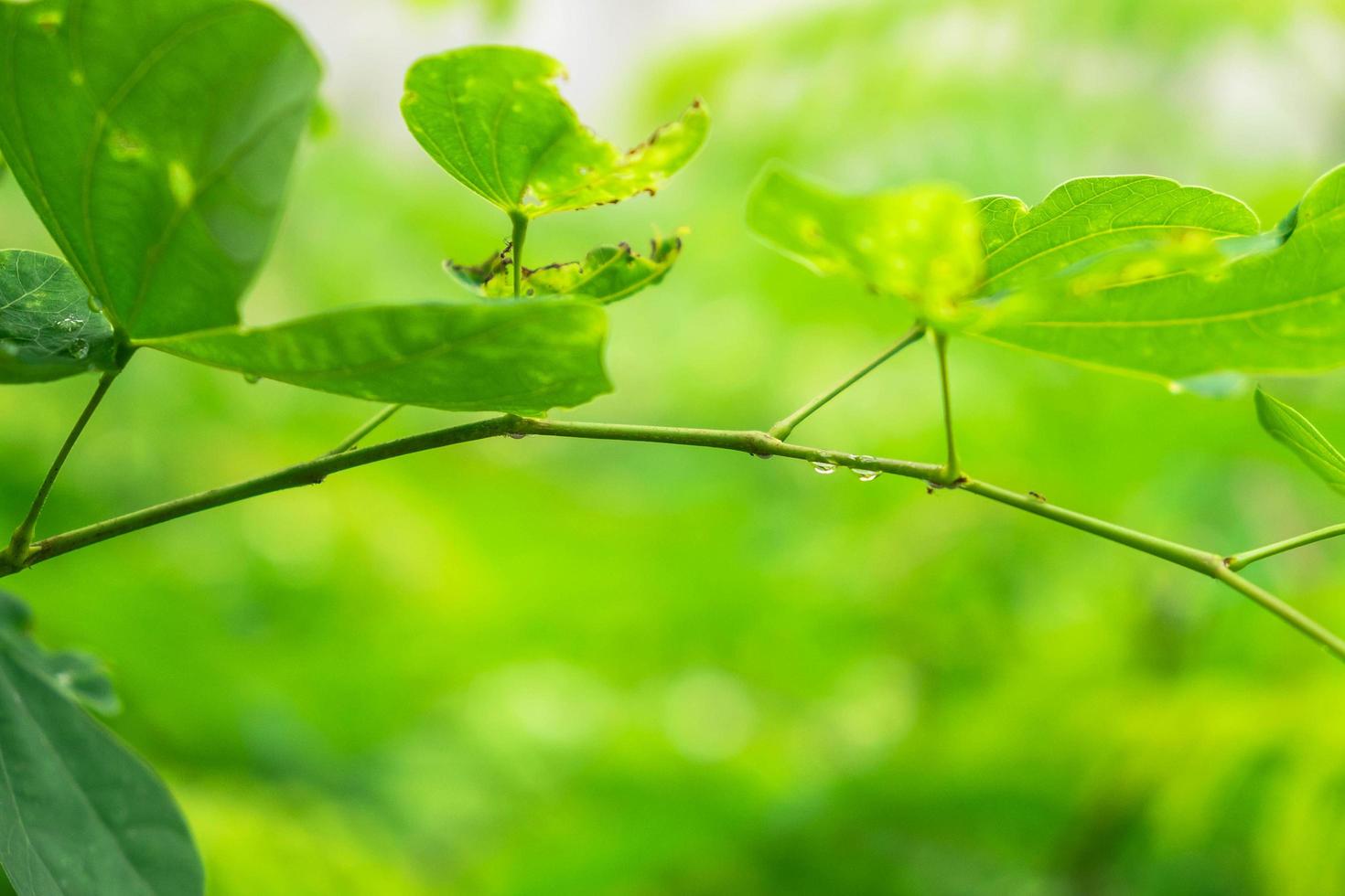 Dew on leaves in rainy season photo