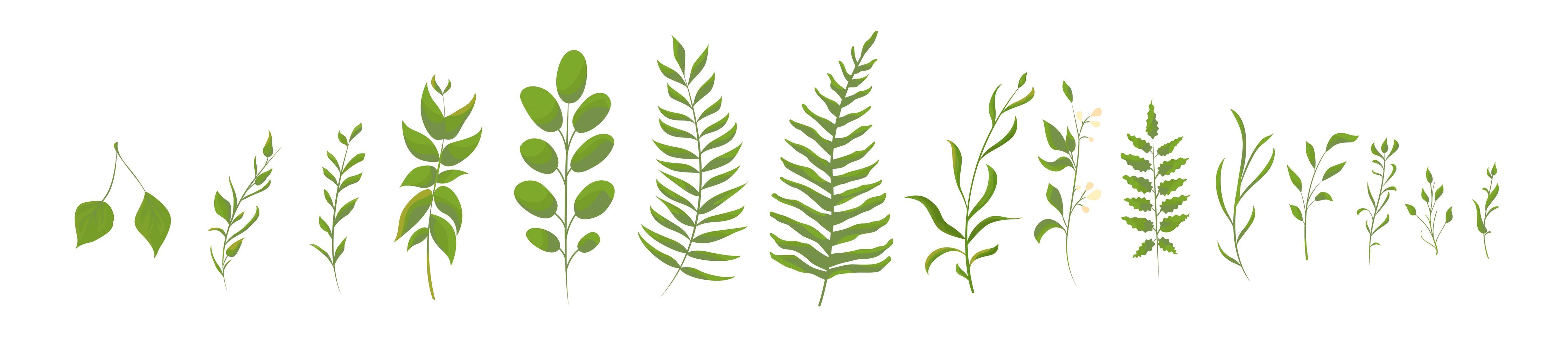 Collection of green forest fern, tropical green leaves vector