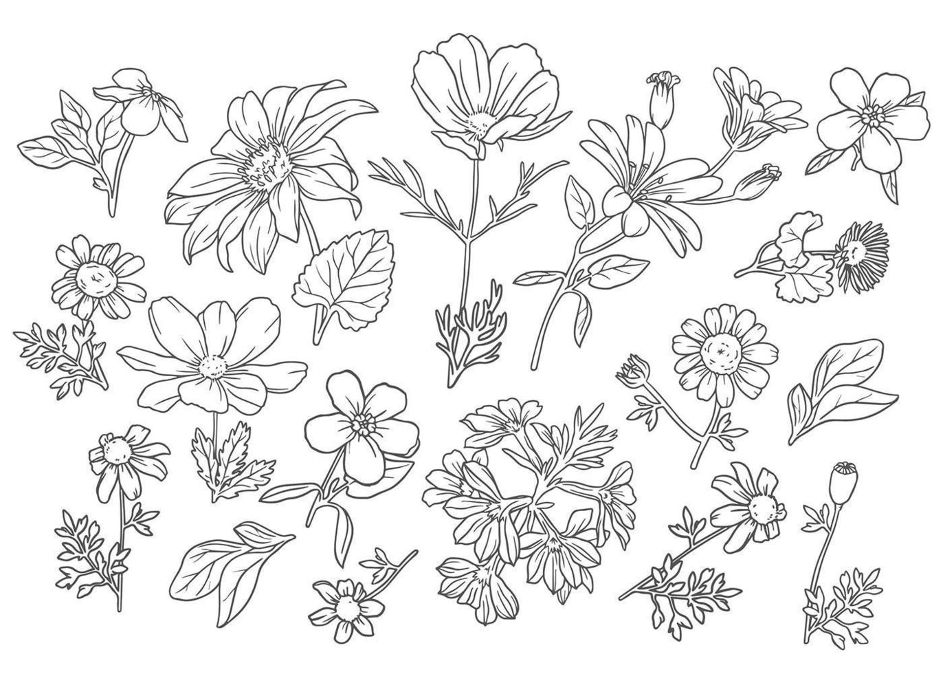 colección de flores silvestres de contorno vector