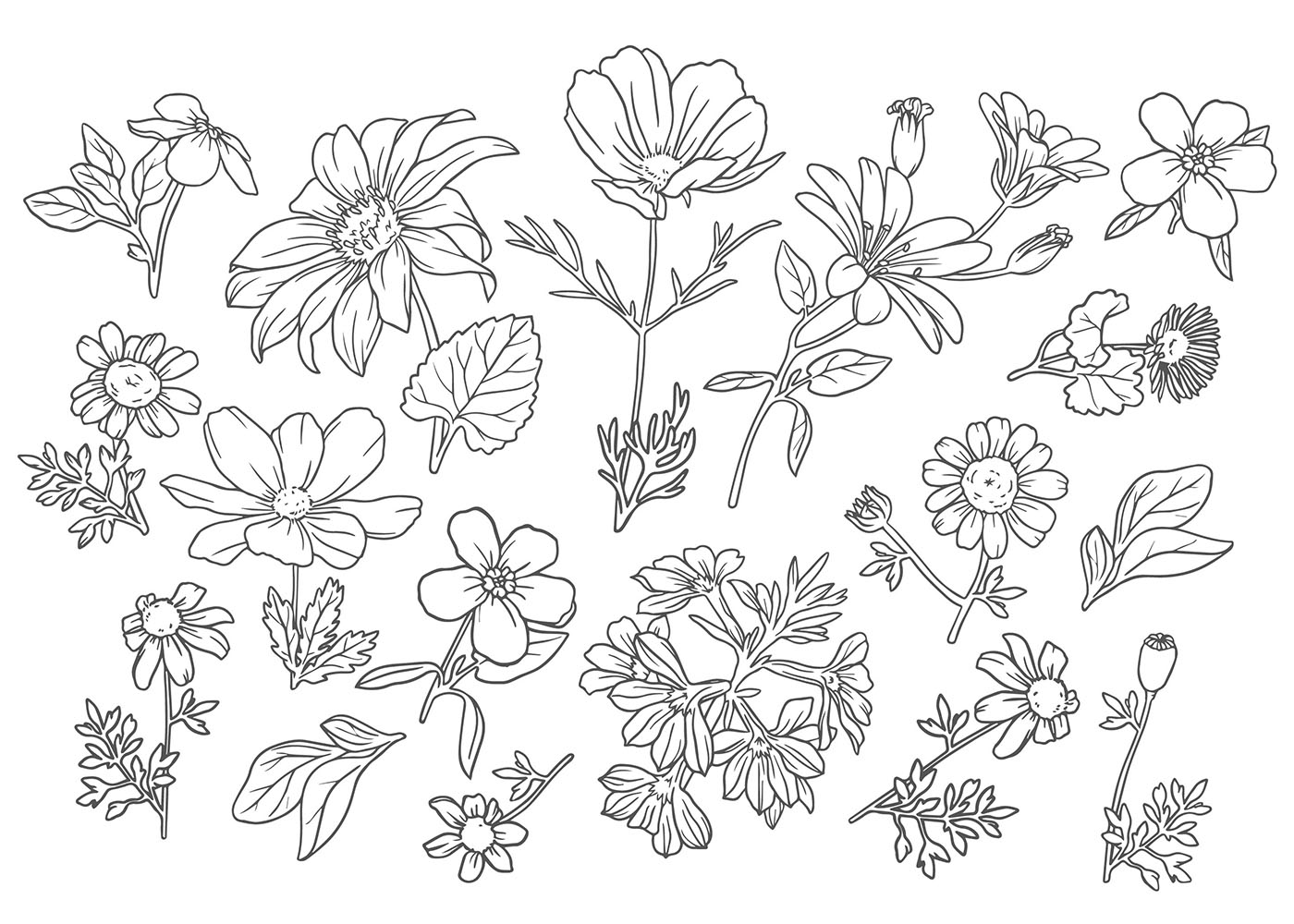 Download Collection of Outline Wild Flowers for free.