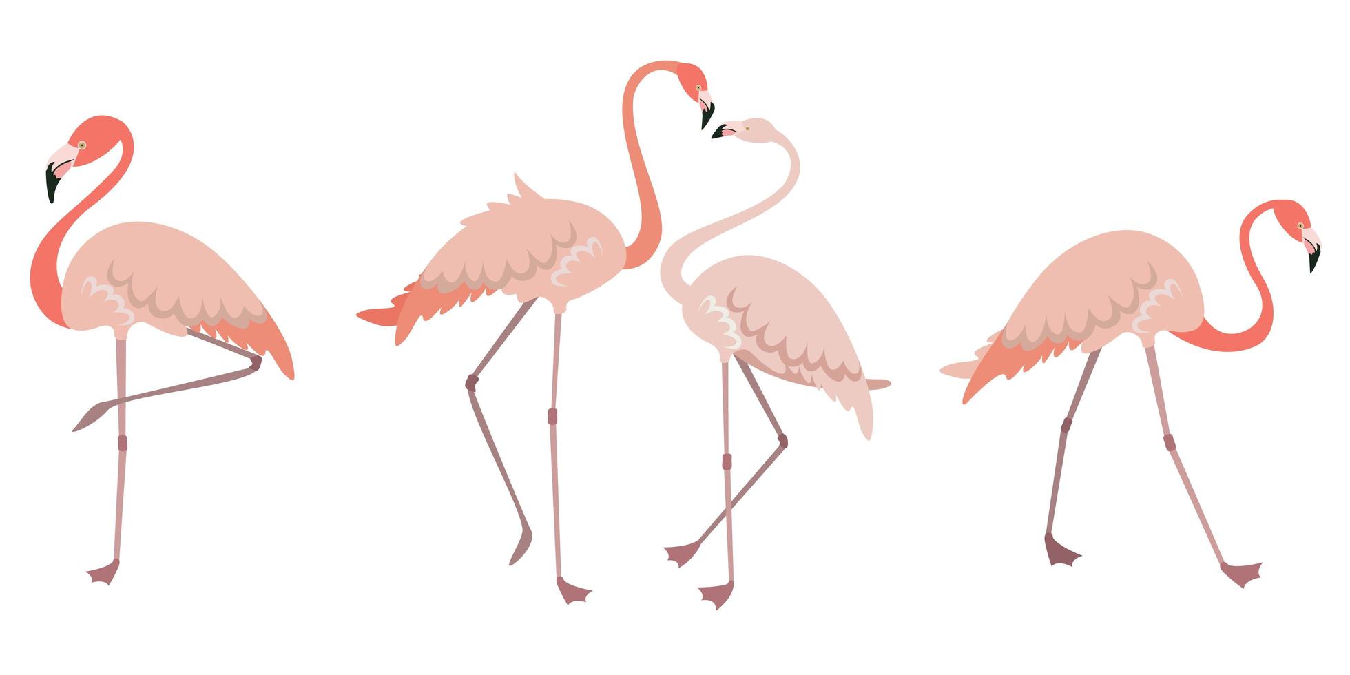 conjunto de flamencos en diferentes poses. vector