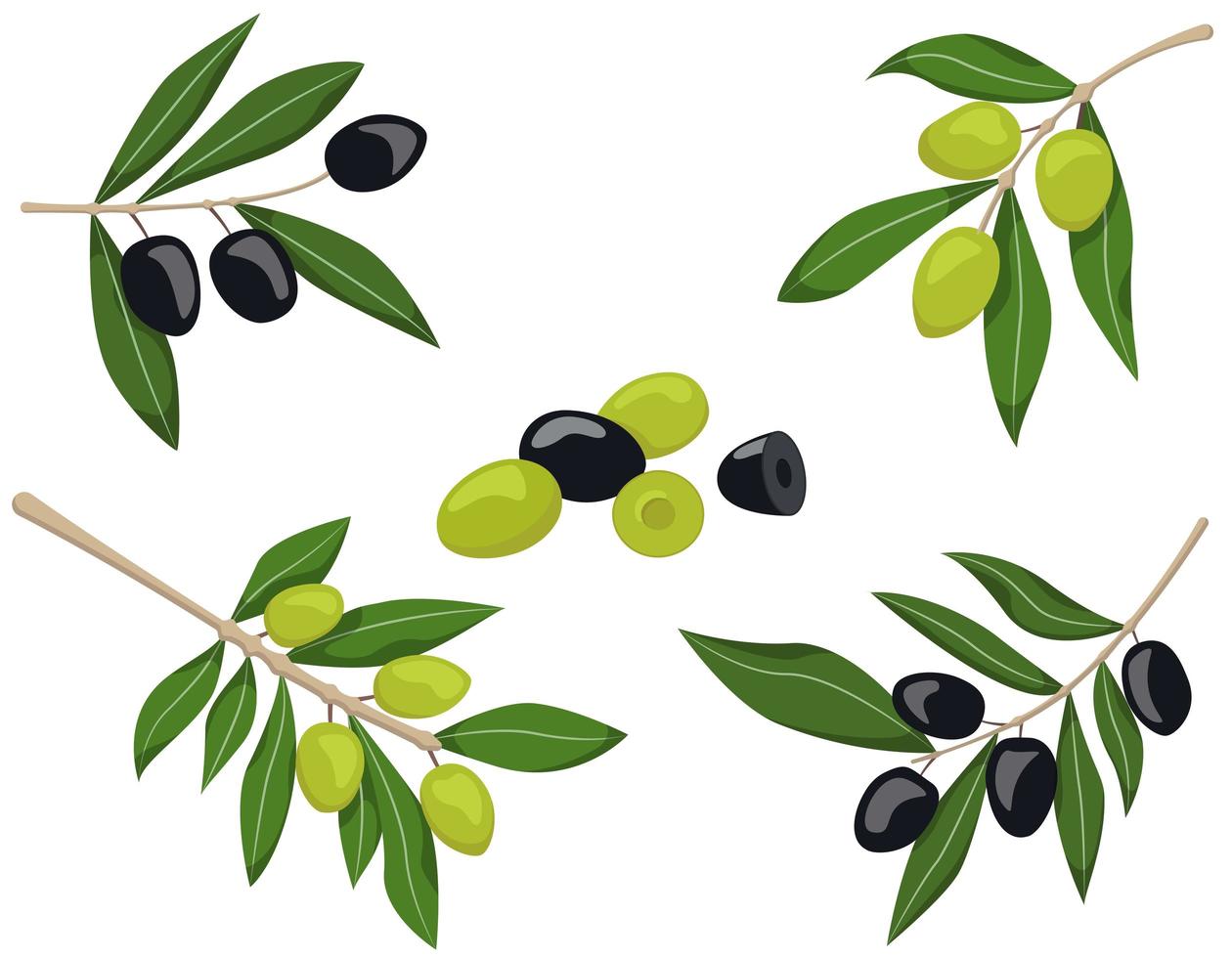 Set of olive branches vector