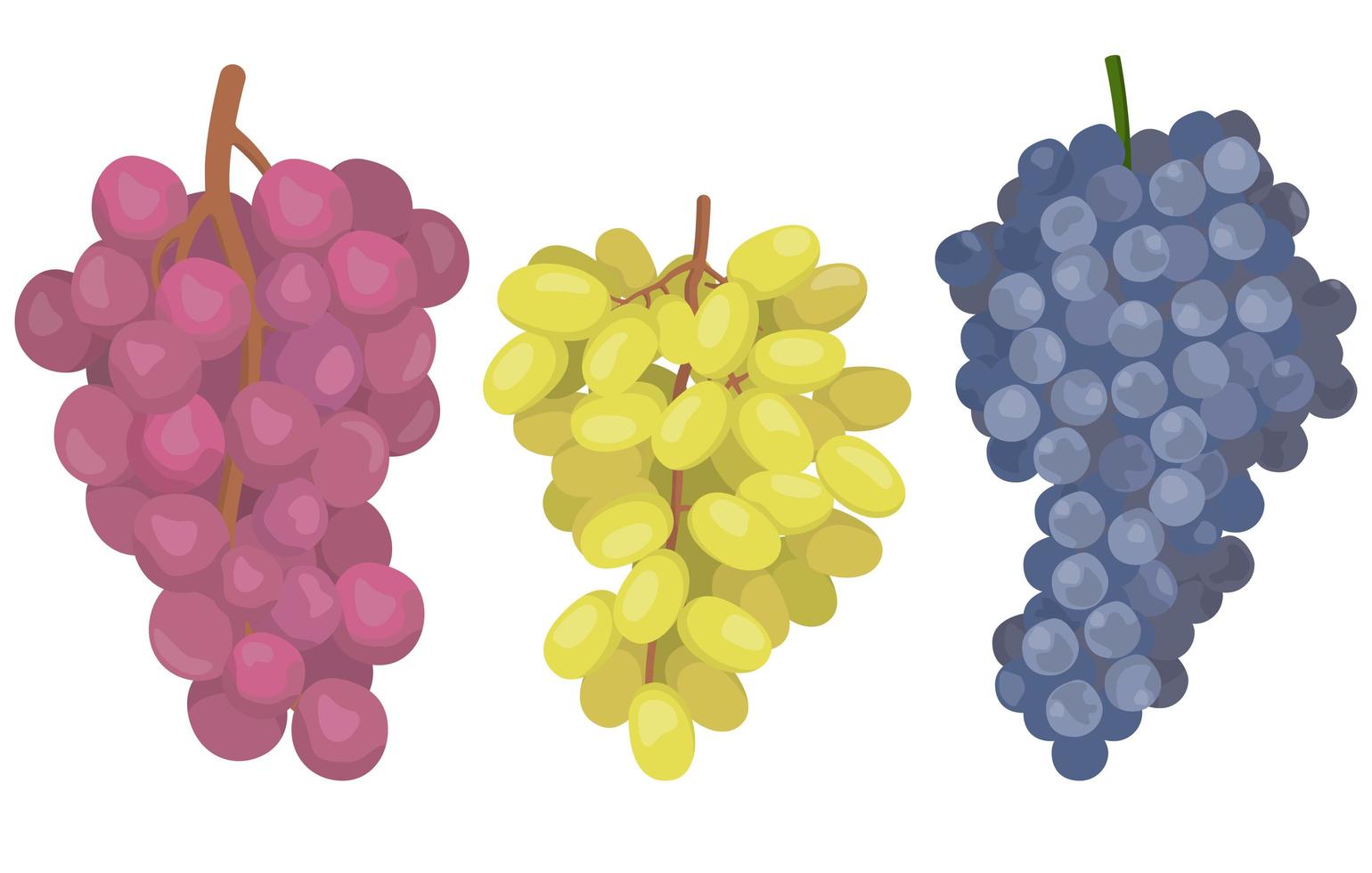 conjunto de uvas de diferentes variedades. vector