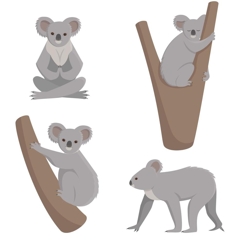 koala en diferentes poses. vector