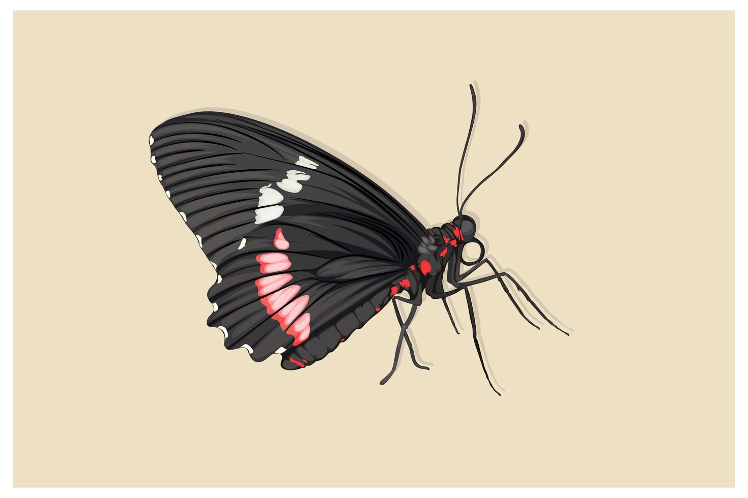 dibujo a mano de estilo realista de mariposa hermosa negra vector