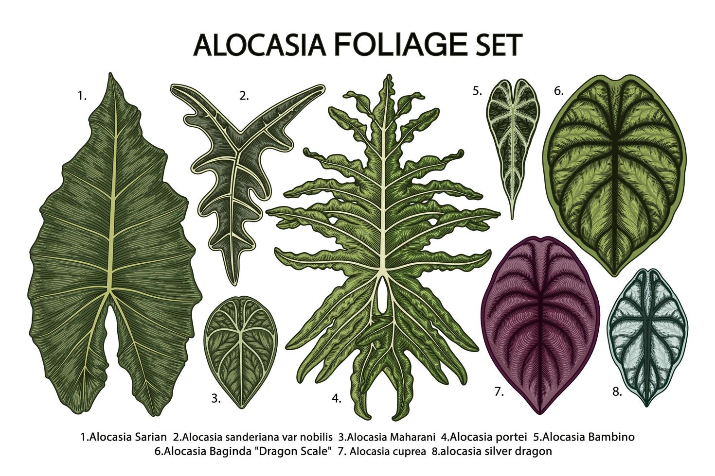 Vintage alocasia leaves set vector