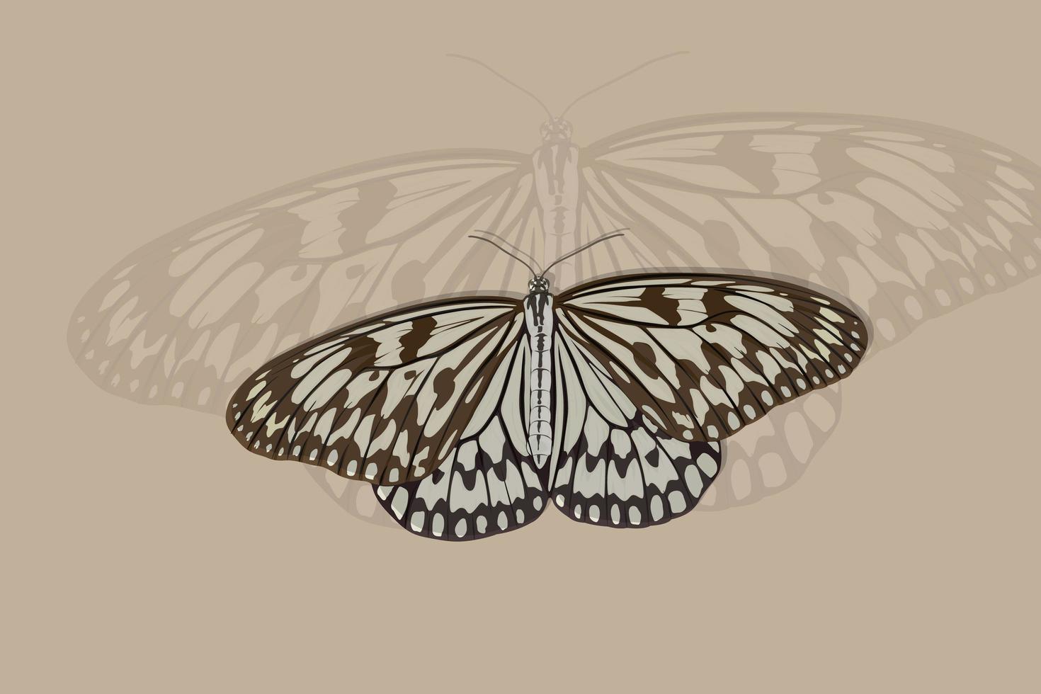 Gray and brown butterfly hand drawing vector