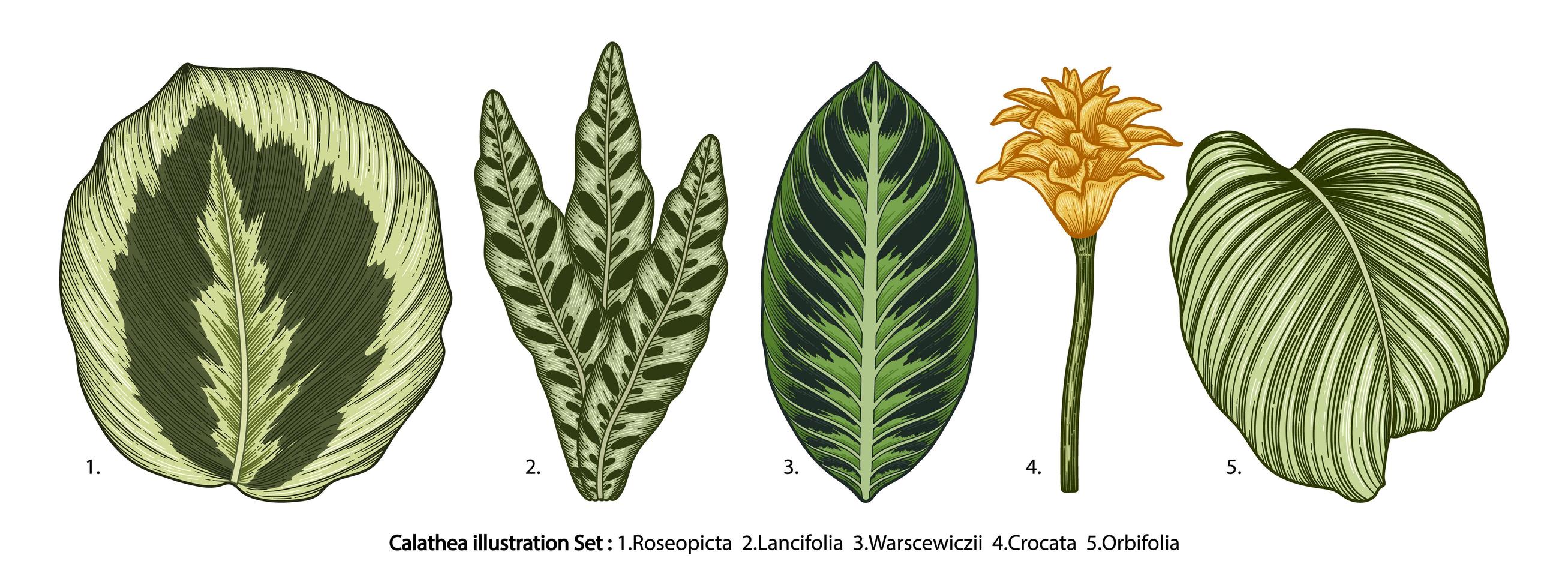 Vintage Calathea leaves set vector