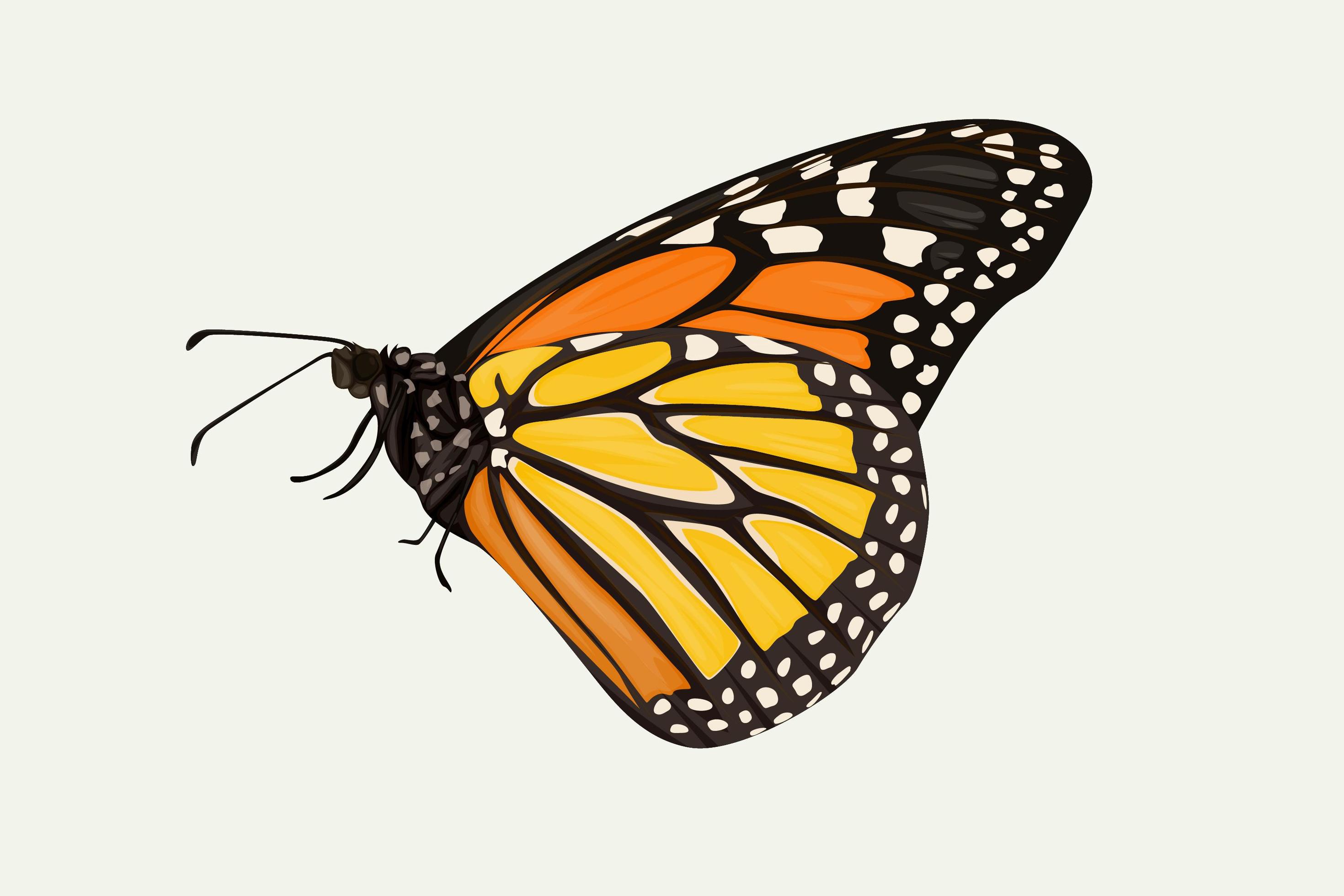 Side view of orange and yellow butterfly, hand drawing.