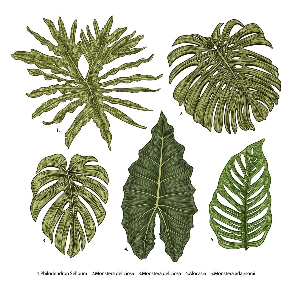 Vintage philodendron,  alocasia, monstera leaves set vector