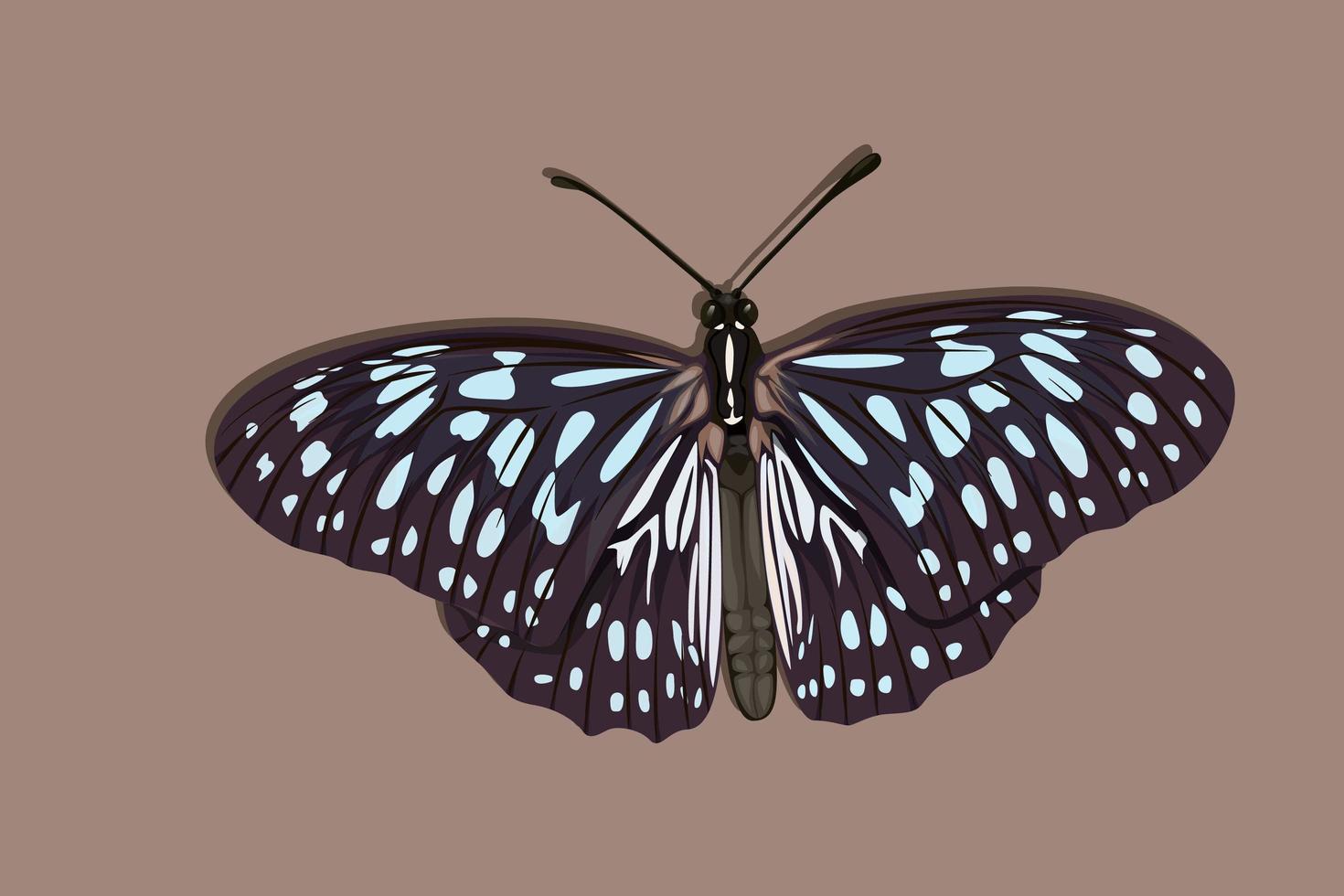 Black and blue winged butterfly vector