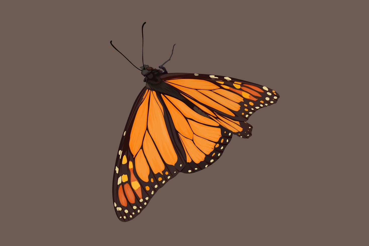 dibujo a mano de mariposa vector