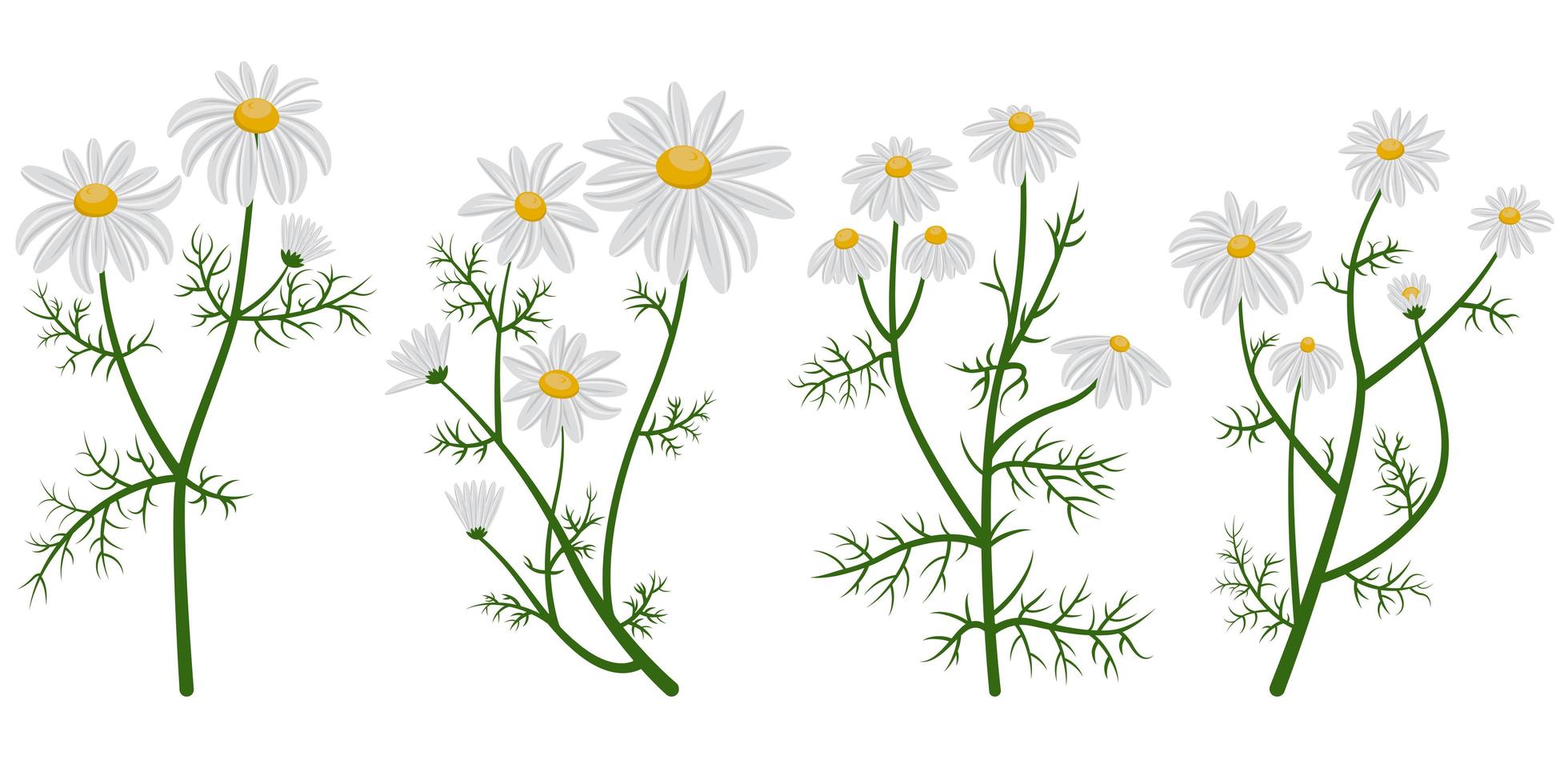 Set of different chamomile vector