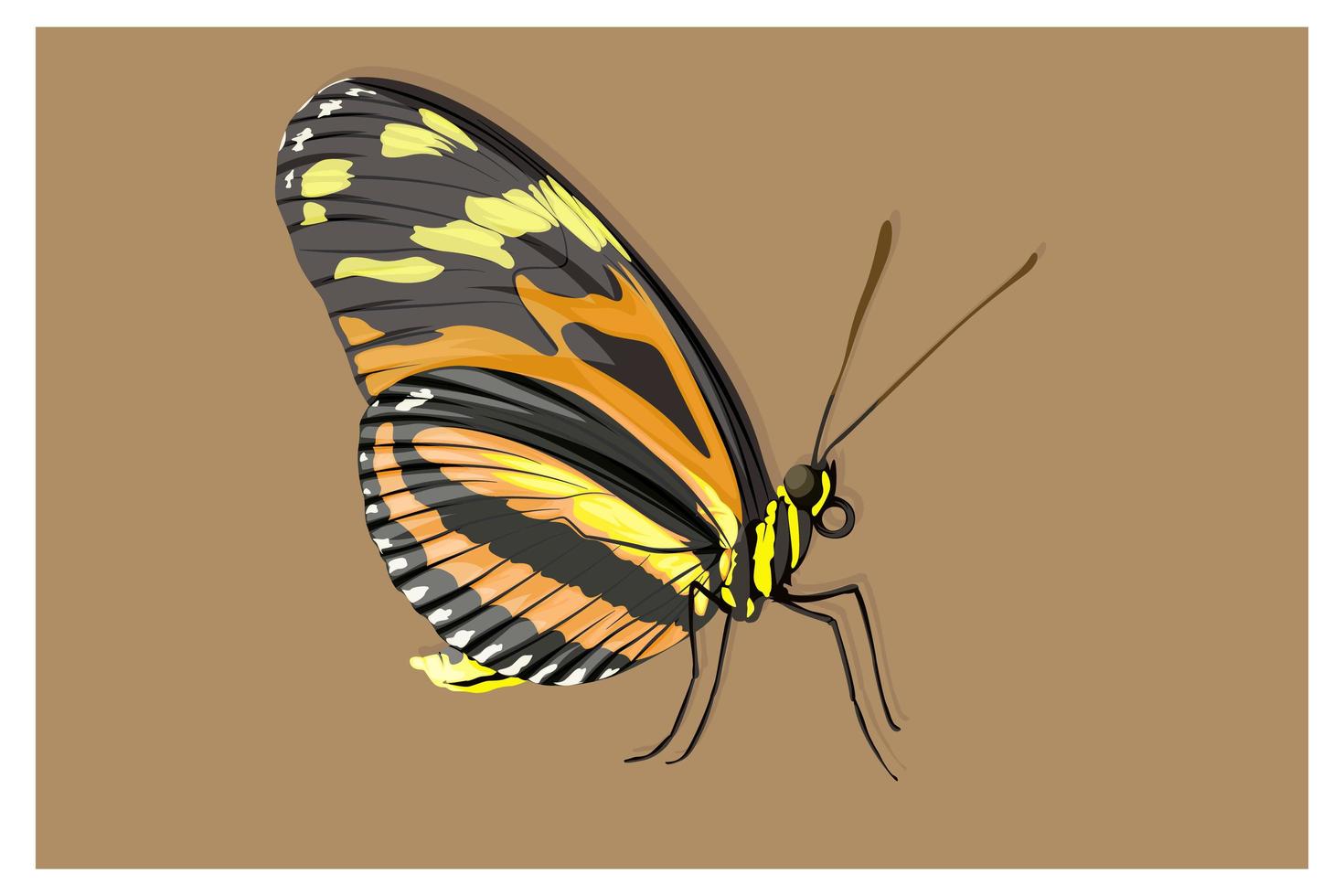 mariposa negra, naranja y amarilla vector